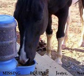 MISSING EQUINE Jester, Near Pollocksville, NC, 28573